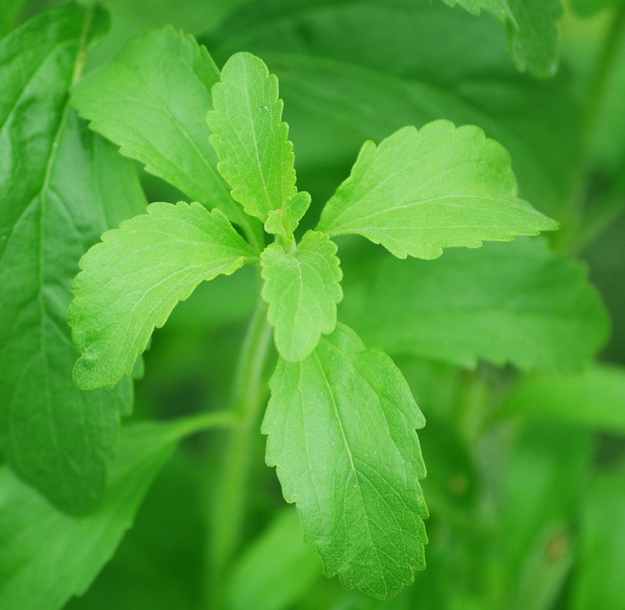 stevia-74187_1920